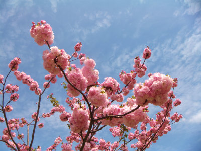 長居公園の八重桜