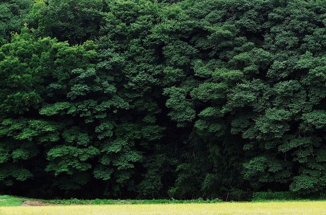 稲穂と深い森 花と自然に癒されて 楽天ブログ