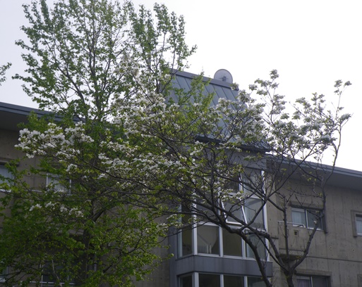 散歩中の花