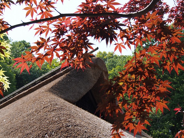P5010449.jpg