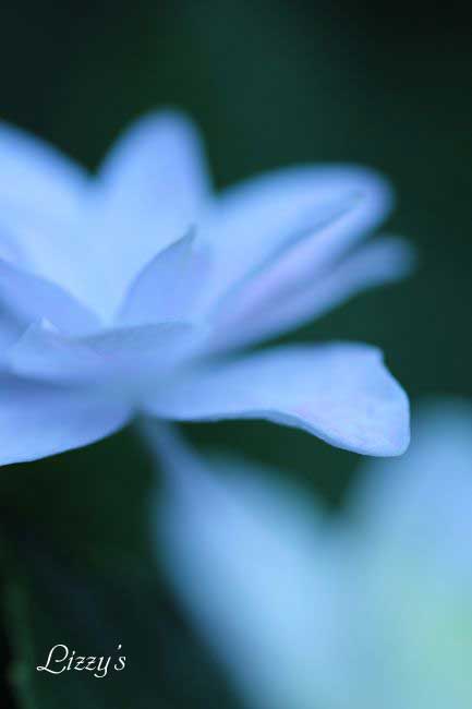 雨の紫陽花