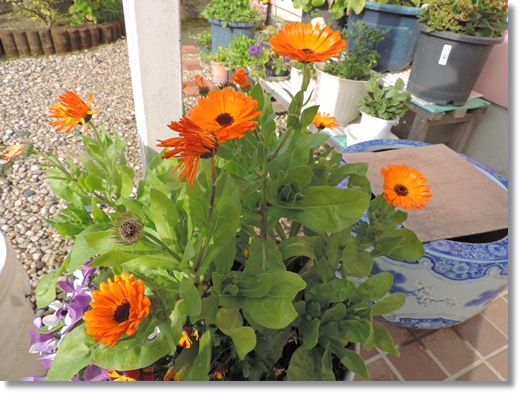 DSCN2605.JPG