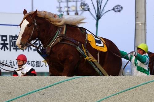 馬（ばんえい競馬）