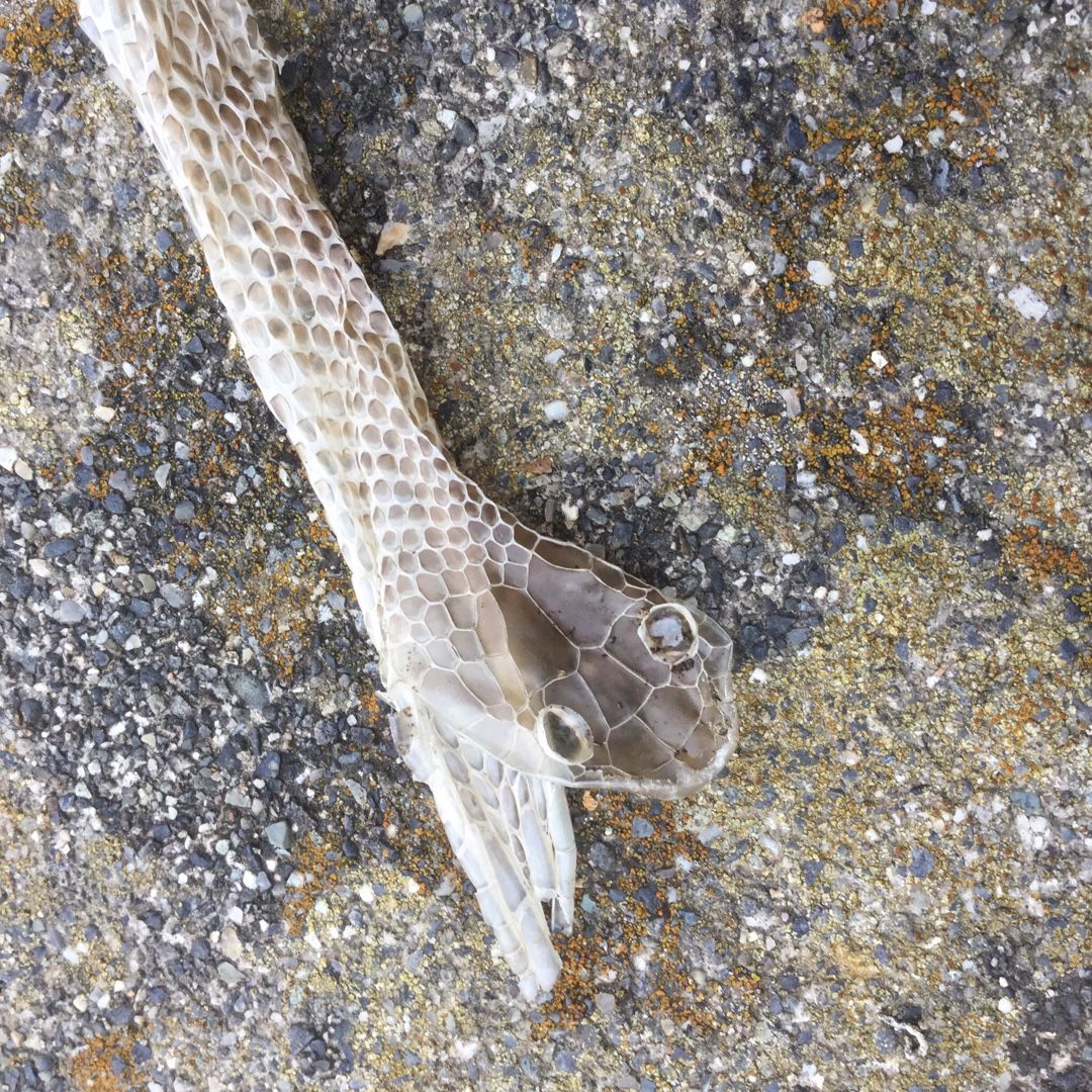 ヘビの抜け殻のご利益 くるくるみんgarden 楽天ブログ