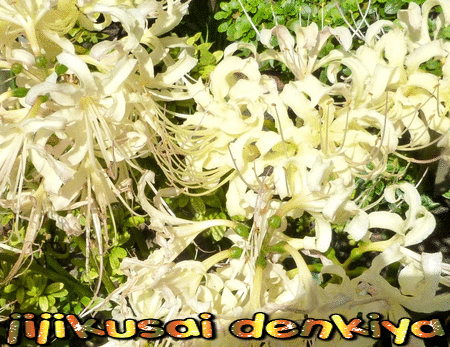 白花彼岸花 | じじくさい電気屋のブログ - 楽天ブログ