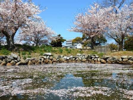 桜の絨毯