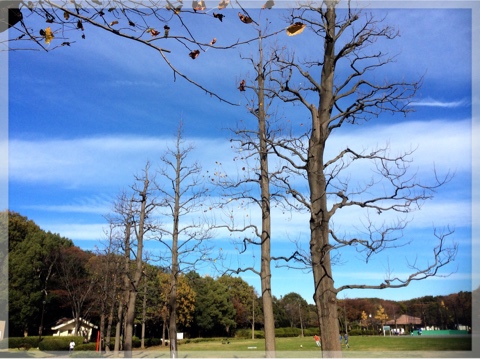 久良岐公園