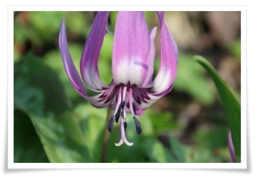 樹木公園-27 カタクリ 15.4.22