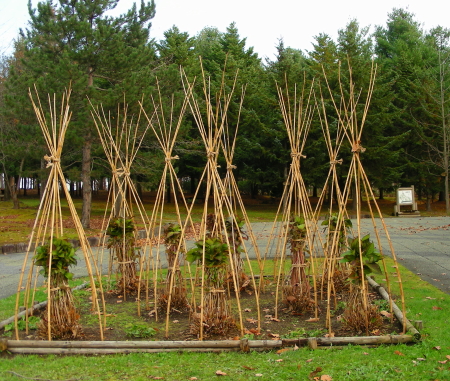 2015-10-27mori (2).JPG