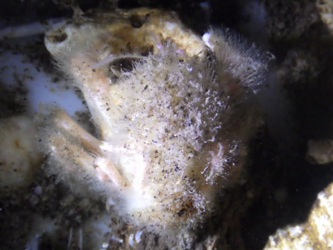 ナガイコウナガカムリ（Dicranodromia nagaii）4　熊野灘水深350m　2018年1月30日