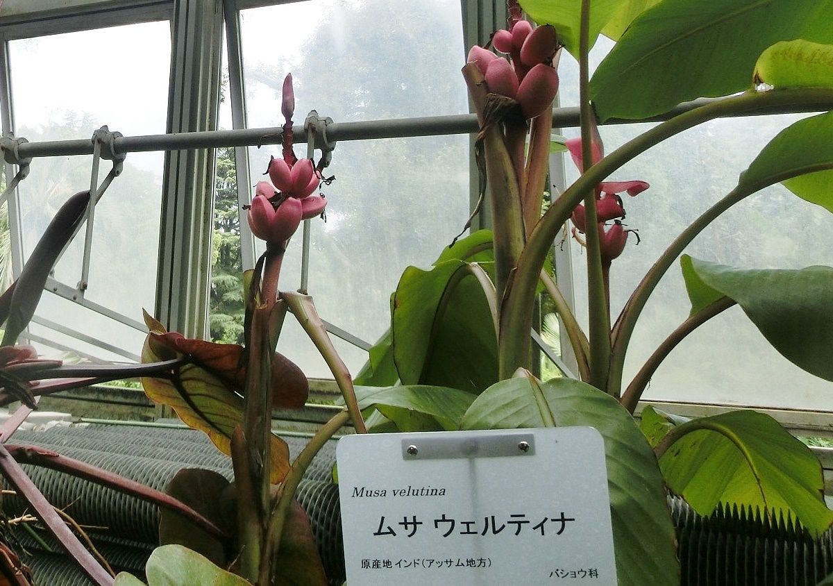 京都府立植物園で見た花 ムサ ウェルティナ他 だい のひとりごと 楽天ブログ