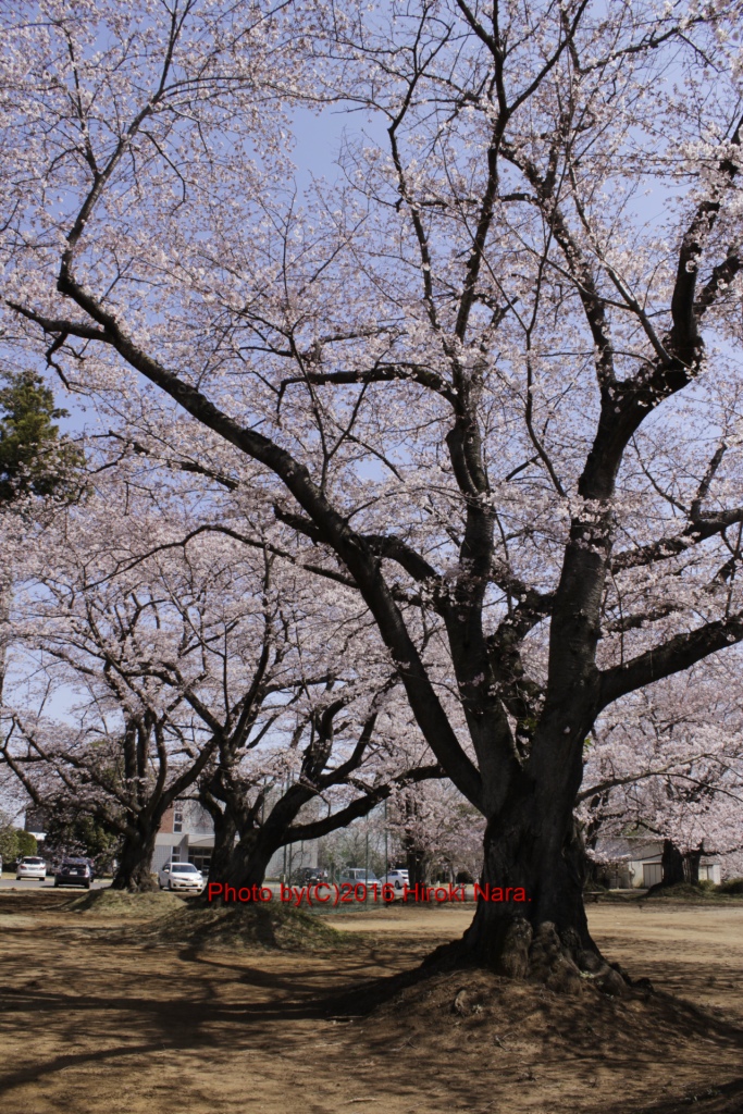 光景　sight0538 桜　サクラ　cherry blossom 春　spring