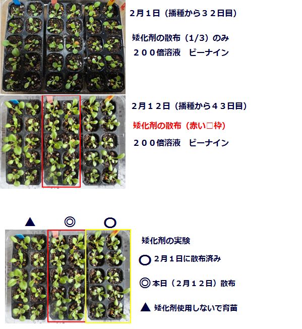 ペチュニアの育苗記録(矮化剤の散布)