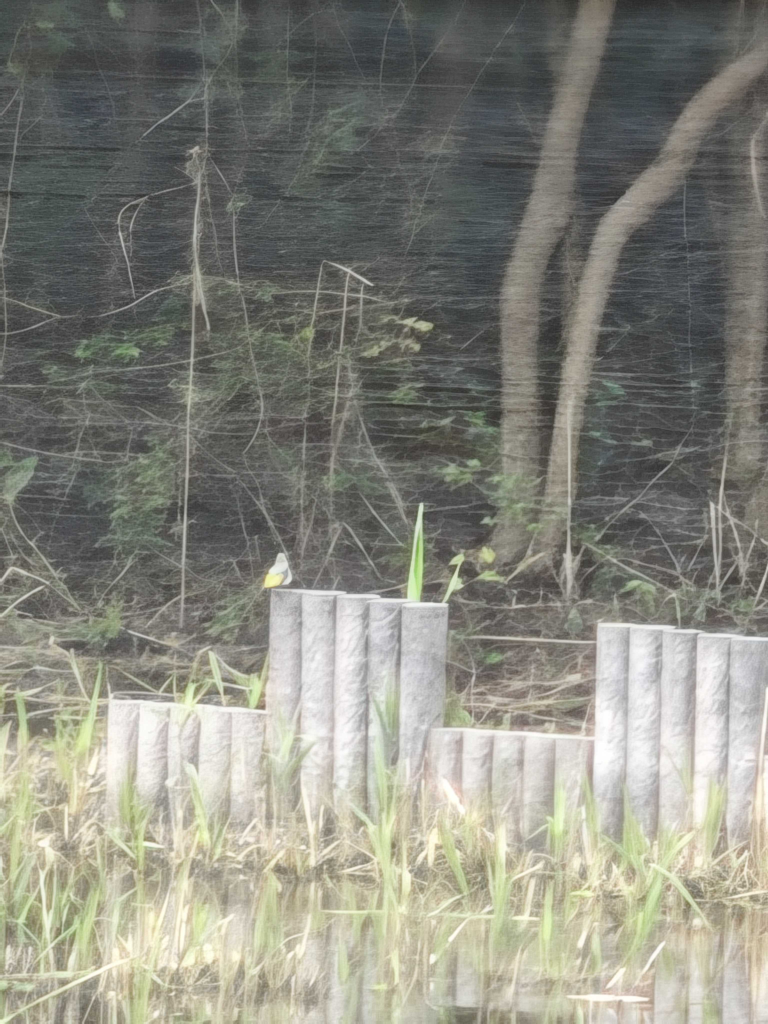 千葉県習志野市　谷津干潟　自然観察センター　ジョウビタキ