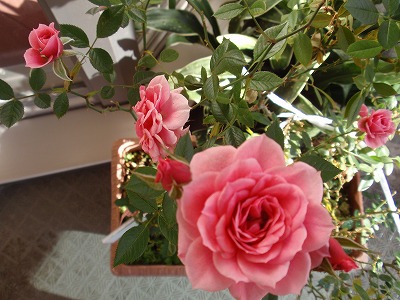 P1090600.jpg