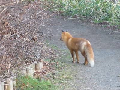 fox