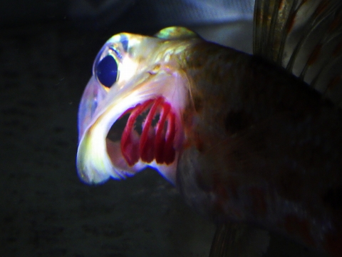 ハタタテヒメ（Hime sp.）7　深海魚飼育