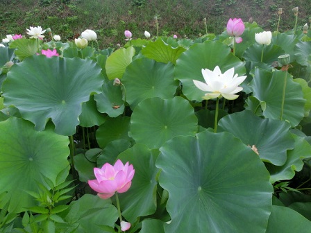 赤堀蓮園