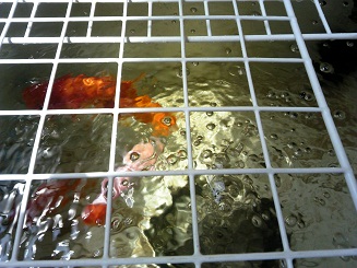 らんちう親魚２、2012.6.28