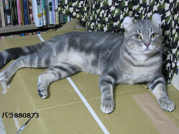 IMG_1000 - コピー.JPG