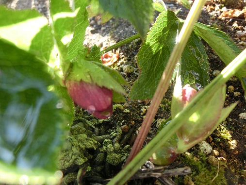 クリスマスローズ