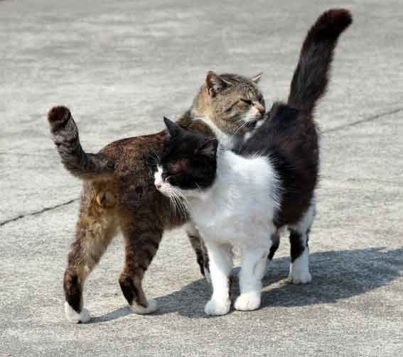 我が家のニャンコ♪2014/03/19-2