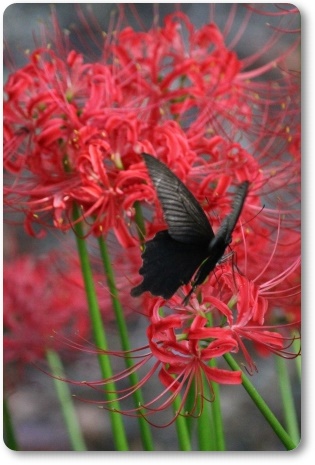 動橋川-9 ヒガンバナとクロアゲハ-1 13.9.24