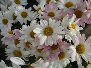 IMG_3183ss.jpg