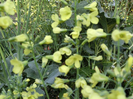 ブロッコリーの花