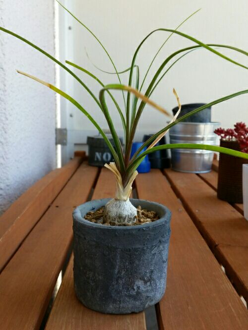 17ページ目の 観葉植物 デルオの多肉日記 楽天ブログ 17ページ目の 観葉植物 デルオの多肉日記 楽天ブログ