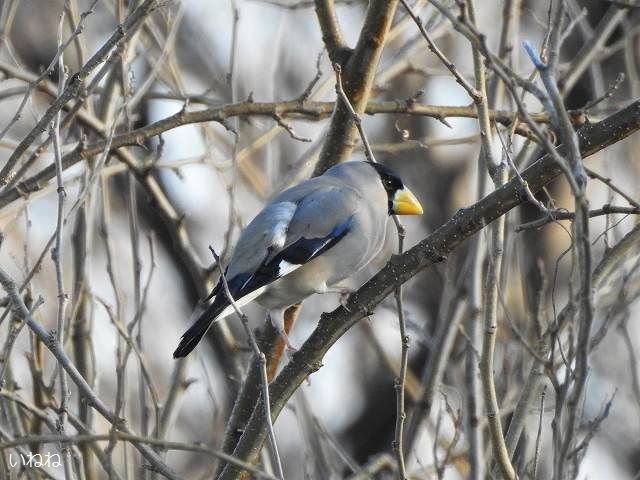 イカル2020年3月11日