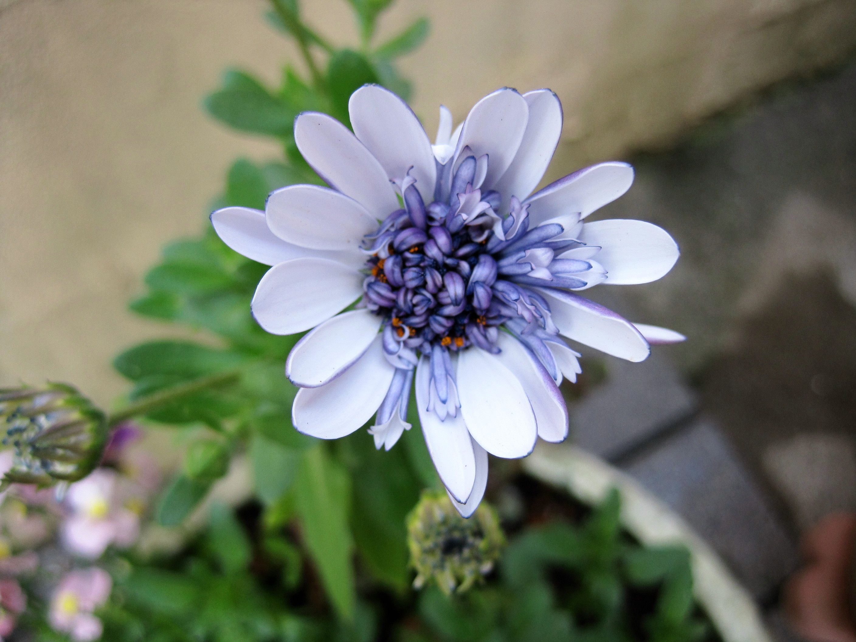 マーガレット サルビア ロータス オステオスペルマムの挿し木 さし芽のその後 たねをまく日々 楽天ブログ