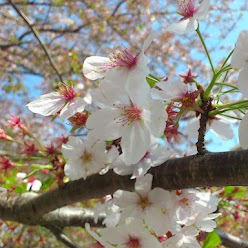 2012.04.15.3 - コピー.JPG