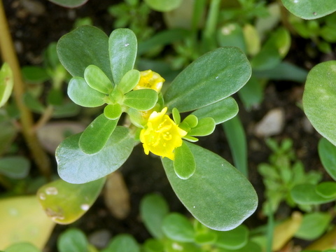 スベリヒユの花