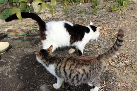 我が家のニャンコ♪2014/01/29-2