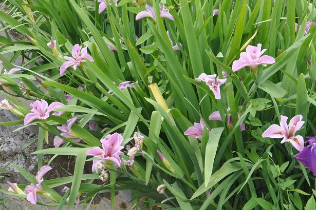 菖蒲城址、菖蒲園