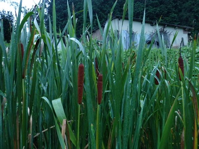 P8270007.JPG