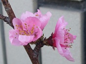 2015年いちご狩り