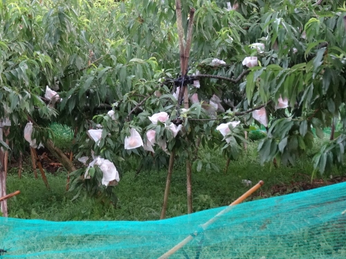 DSC05943 (500x375).jpg