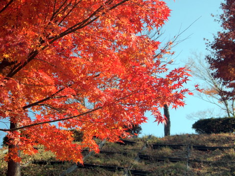 急坂の紅葉-3