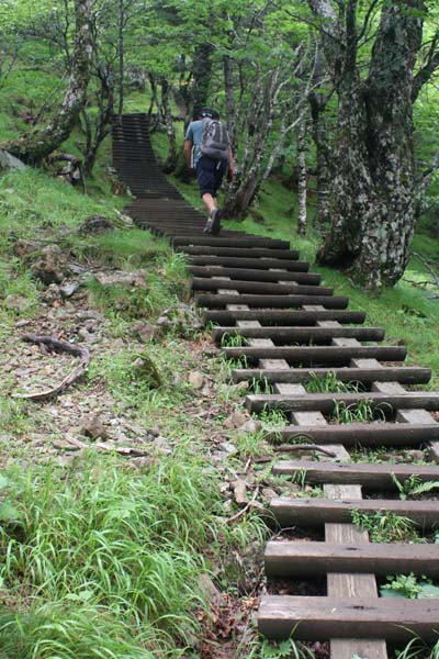 オオヤマレンゲ