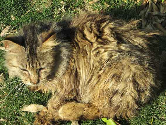 我が家のニャンコ♪2016/4/20-2