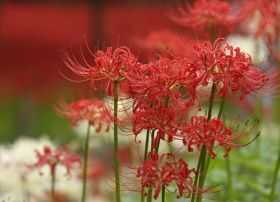 川端康成の言葉があった 小説が おかしな仕事 楽天ブログ