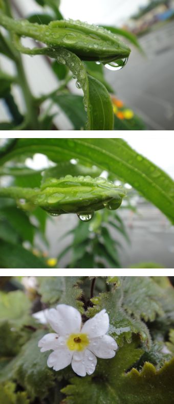 雨のしずくをためたカサブランカとシネンシス