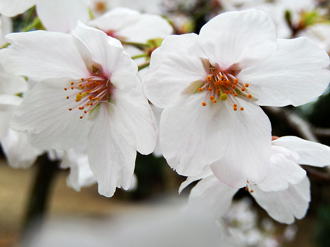 桜６