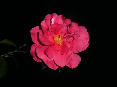 フランクハウザー　洋種椿 フランクハウザー 洋種椿