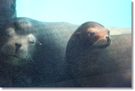 東京旅行-93 カルフォルニアアシカ-4 13.10.5