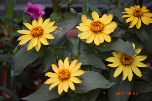 DSC_0102.JPG