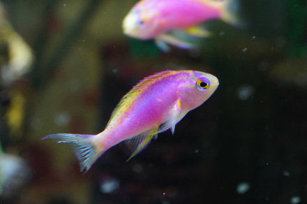 2015_041830cm､ﾍﾞﾝﾄﾗ0017.JPG