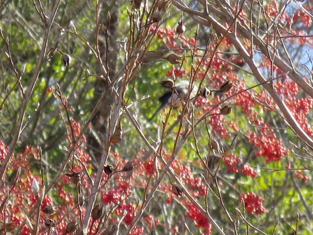IMG_9426.JPG